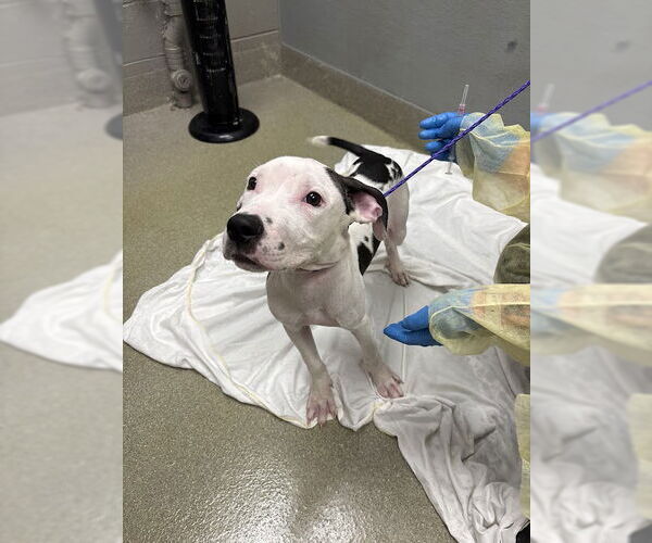 Medium Photo #1 Mutt Puppy For Sale in Las Vegas, NV, USA