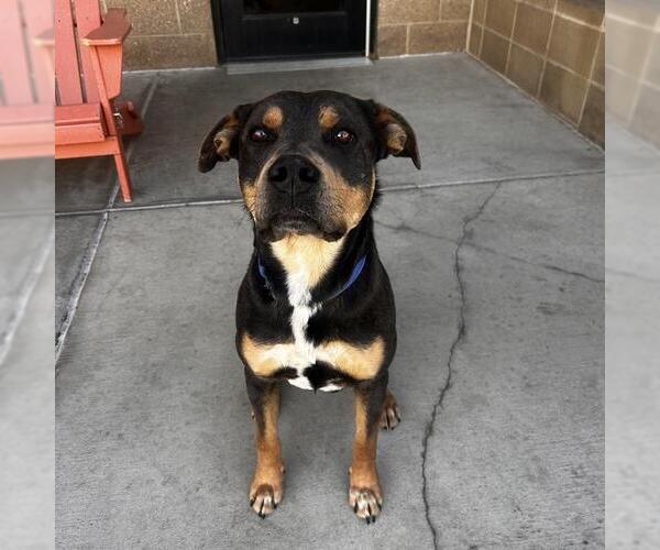 Medium Photo #1 Mutt Puppy For Sale in Denver, CO, USA