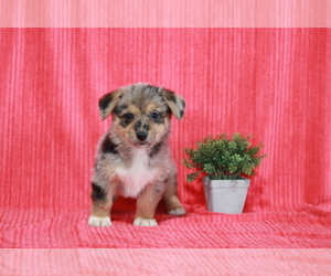 German Shepherd Dog-Pembroke Welsh Corgi Mix Puppy for sale in APPLE CREEK, OH, USA