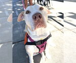 Small #6 Labrador Retriever-Staffordshire Bull Terrier Mix