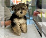 Small Photo #1 Shih Tzu-Unknown Mix Puppy For Sale in Benton, LA, USA