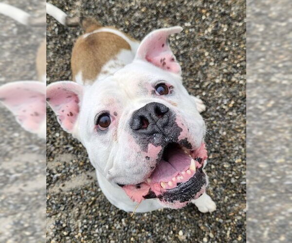 Medium Photo #3 Bulldog-Unknown Mix Puppy For Sale in Rockaway, NJ, USA
