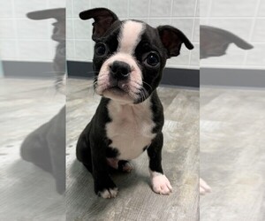 Boston Terrier Puppy for sale in CLARE, IL, USA