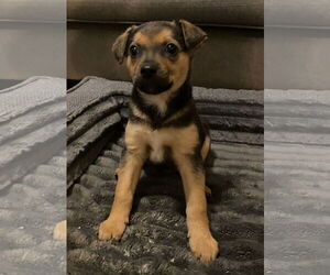 Mutt Dogs for adoption in Kannapolis, NC, USA