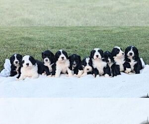Bernese Mountain Dog-Portuguese Water Dog Mix Puppy for Sale in TRYON, North Carolina USA