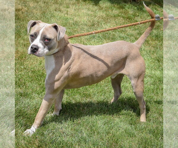 Medium Photo #4 Bostin American Bulldog Puppy For Sale in Huntley, IL, USA