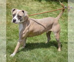 Small #3 Bostin American Bulldog