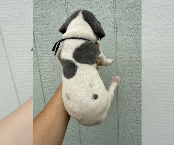 Medium Photo #4 Great Dane Puppy For Sale in HALLETTSVILLE, TX, USA