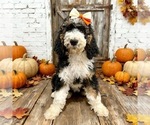 Small Bernedoodle