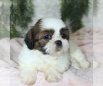 Small #1 Shih Tzu