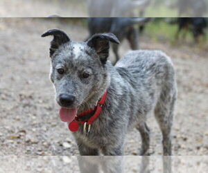 Mutt Dogs for adoption in Paso Robles, CA, USA