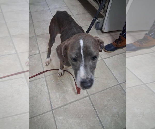 Medium Photo #2 Unknown-Weimaraner Mix Puppy For Sale in Frenchburg, KY, USA