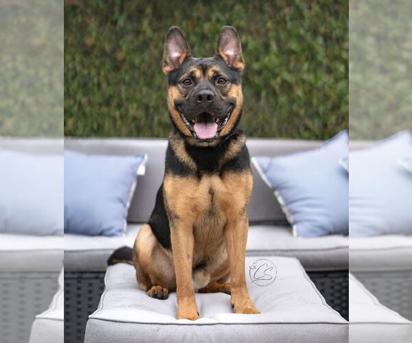 Medium Photo #4 French Bulldog-Unknown Mix Puppy For Sale in Marina Del Rey, CA, USA