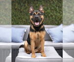 Small #3 French Bulldog Mix