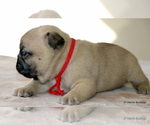 Small #5 French Bulldog
