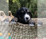 Small Photo #5 Bernedoodle Puppy For Sale in STEWARTSVILLE, NJ, USA