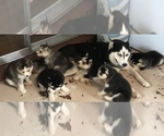 Small Photo #14 Siberian Husky Puppy For Sale in JACKSONVILLE, FL, USA