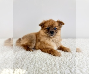 Pomeranian Puppy for sale in GREENFIELD, IN, USA