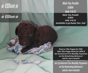 Poodle (Toy) Puppy for sale in TUCSON, AZ, USA