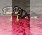 Small Doberman Pinscher