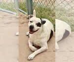 Small #2 American Pit Bull Terrier Mix