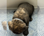 Small #4 Cane Corso