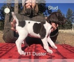 Small Photo #5 German Shorthaired Pointer Puppy For Sale in FLORISSANT, CO, USA