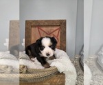Puppy Puppy 3 Miniature Australian Shepherd