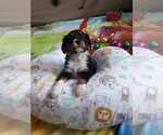 Small Photo #6 Australian Shepherd-Cavalier King Charles Spaniel Mix Puppy For Sale in HOWLAND, OH, USA