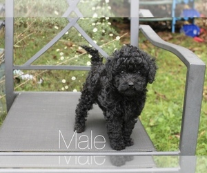 Maltipoo Puppy for sale in BELDING, MI, USA