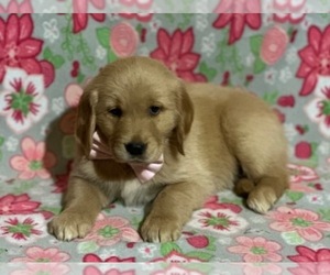 Golden Retriever Puppy for sale in LANCASTER, PA, USA