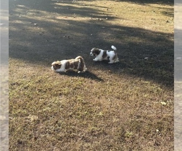 Medium Photo #13 Shorkie Tzu-Yorkshire Terrier Mix Puppy For Sale in CENTRALIA, IL, USA
