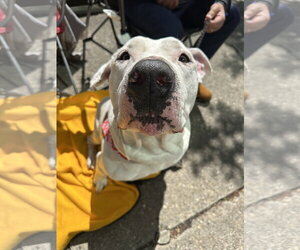 American Pit Bull Terrier-Unknown Mix Dogs for adoption in Germantown, OH, USA