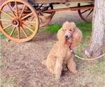 Small Photo #1 Poodle (Standard) Puppy For Sale in SAN BERNARDINO, CA, USA