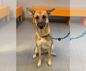 German Shepherd Dog-Unknown Mix Dogs for adoption in Rancho Cucamonga, CA, USA