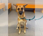UNKNOWN - Female German Shepherd Dog-Unknown Mix Dog for Adoption - Small photo