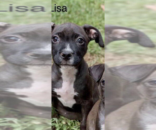 Medium Photo #1 Mutt Puppy For Sale in Wenonah, NJ, USA