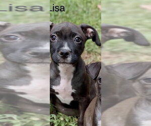 Mutt Dogs for adoption in Wenonah, NJ, USA