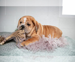 Small Photo #11 Beabull Puppy For Sale in MILLERSBURG, OH, USA