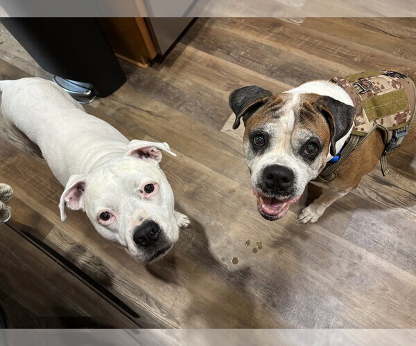 Medium Photo #12 Boxer Puppy For Sale in Austin, TX, USA