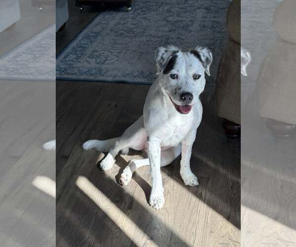 Medium Photo #3 Mutt Puppy For Sale in Greenville, SC, USA