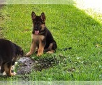 Small Photo #6 German Shepherd Dog Puppy For Sale in ORLANDO, FL, USA