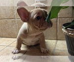 Small #9 French Bulldog