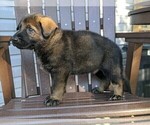 Small #1 German Shepherd Dog