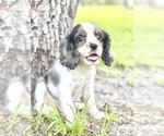 Small Photo #2 Cavalier King Charles Spaniel Puppy For Sale in SAINT CLOUD, FL, USA