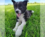 Small Photo #166 Border Collie Puppy For Sale in NORBORNE, MO, USA