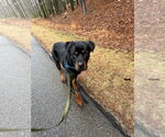 Small #3 Rottweiler