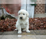 Small #2 English Cream Golden Retriever