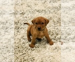 Small Photo #6 Labrador Retriever Puppy For Sale in STEVENS, PA, USA