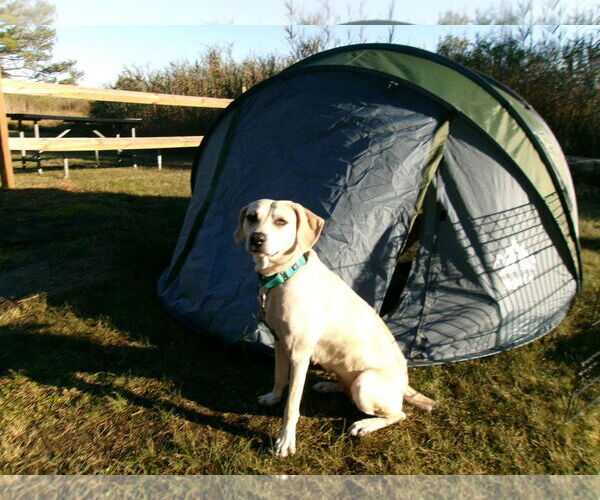Medium Photo #8 Labrador Retriever-Unknown Mix Puppy For Sale in Murfreesboro, NC, USA